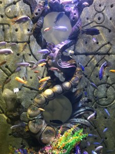 Enclosure in the Dig