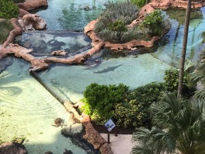 Turtles and Sawtooth sharks